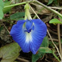 Clitoria ternatea L.